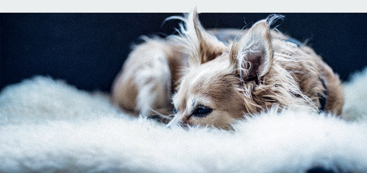 CBD for Pets: What You Need to Know