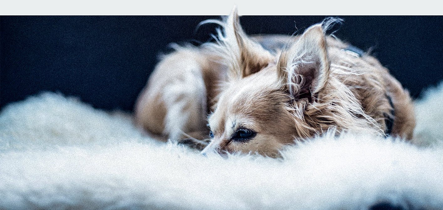 CBD for Pets: What You Need to Know - True Hemp Science