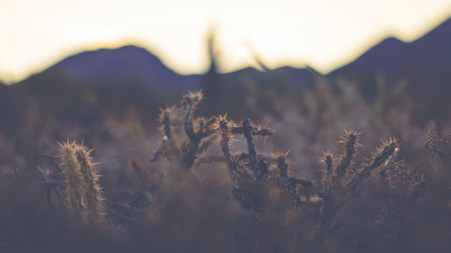 How to Stay Regulated When the World Feels Like It’s Falling Apart - True Hemp Science