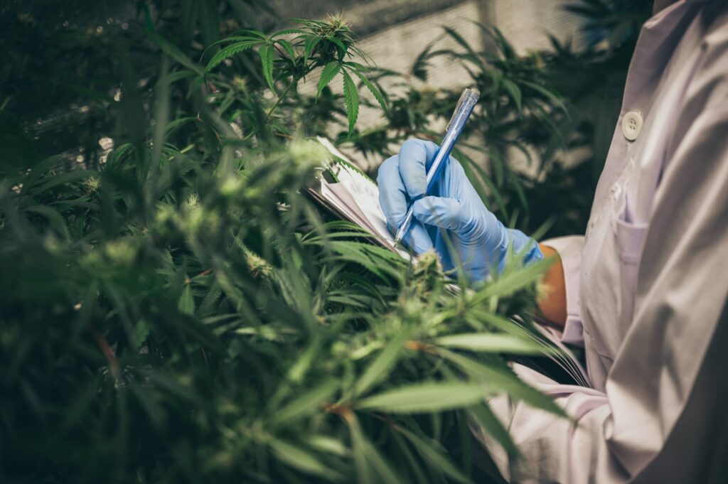 CBD and Brain Development