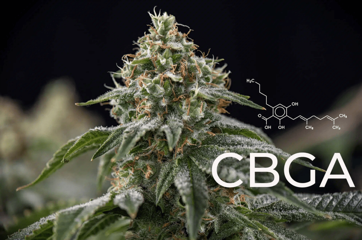 What Is CBGa? The Complete Guide to Cannabigerolic Acid - True Hemp Science